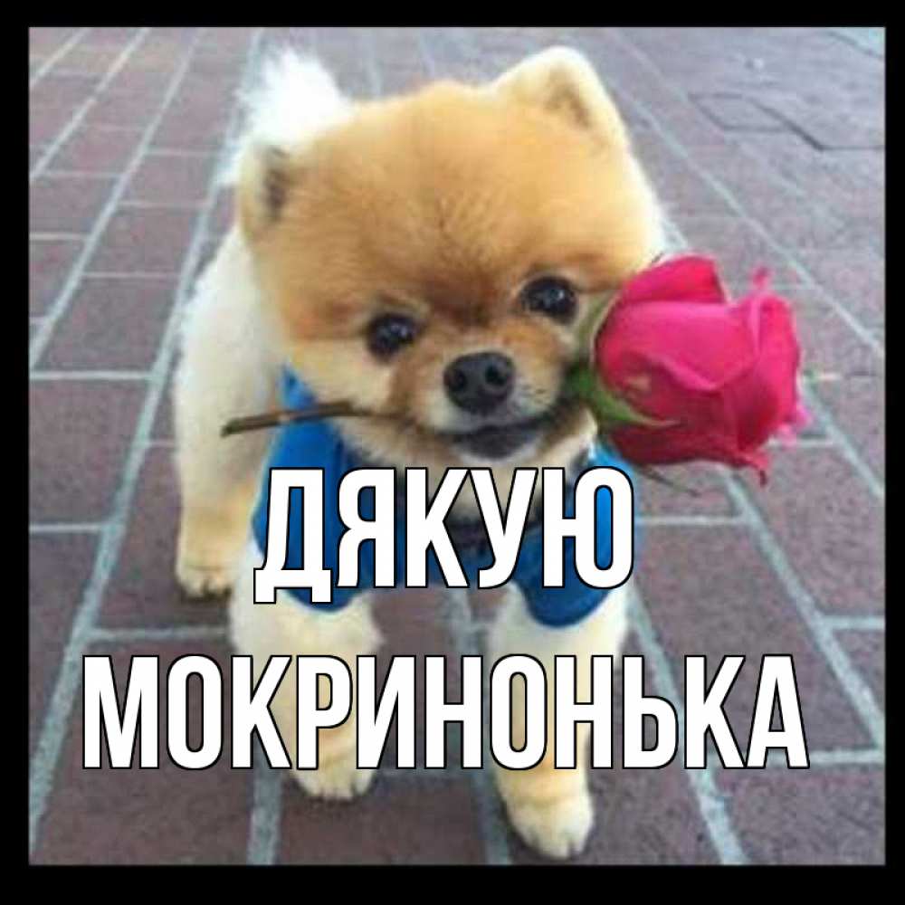Открытка на каждый день з підписом, Мокринонька Дякую спасибо и дарю тебе цветок Прикольна листівка з побажанням онлайн скачати безкоштовно 