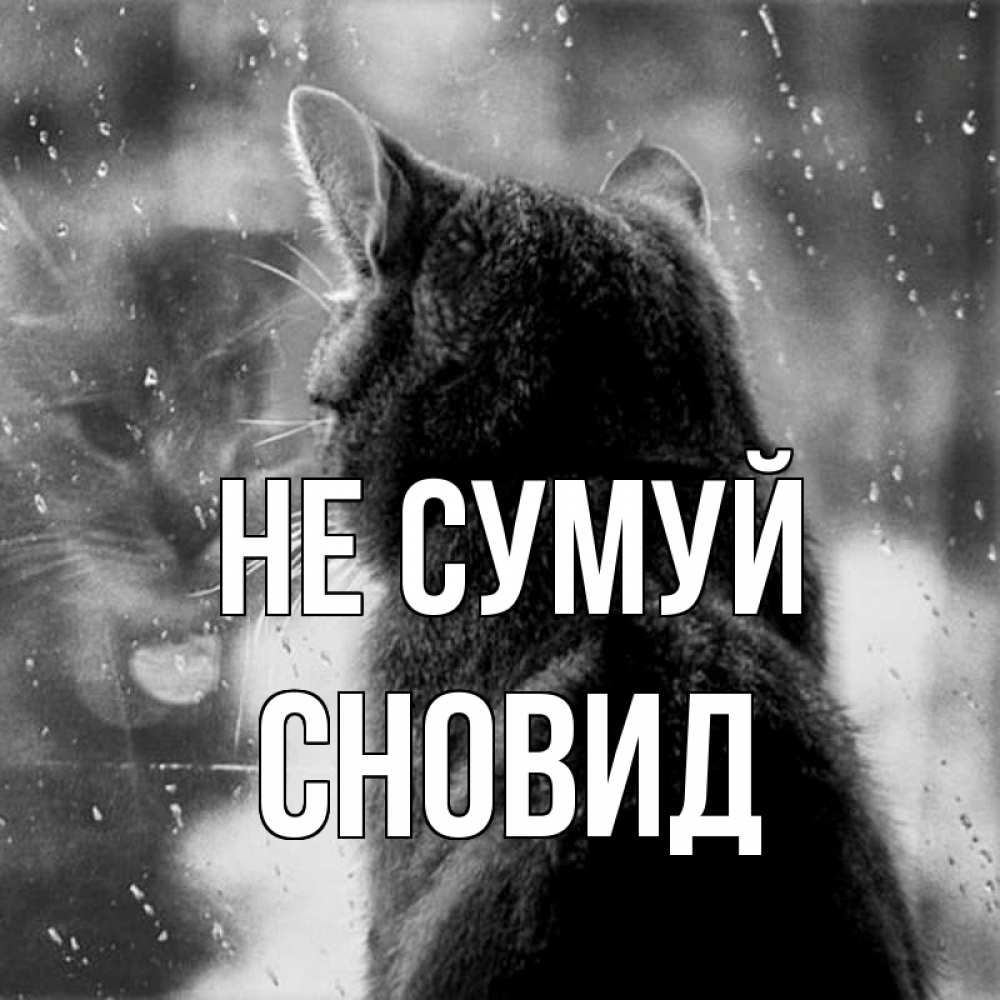 Открытка на каждый день з підписом, Сновид Не сумуй отражение кота 1 Прикольна листівка з побажанням онлайн скачати безкоштовно 