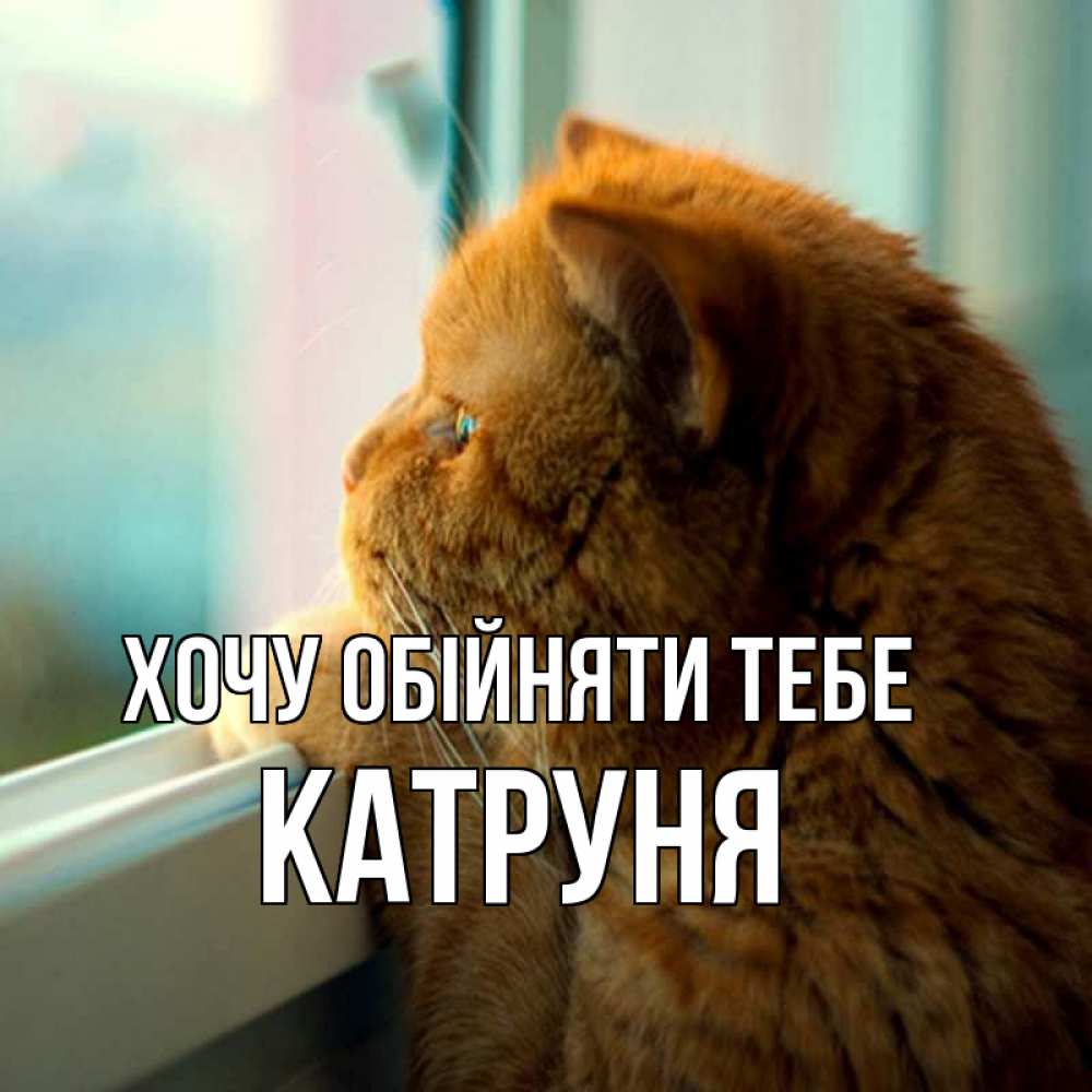 Открытка на каждый день з підписом, Катруня Хочу обійняти тебе большой огромный рыжий котяра Прикольна листівка з побажанням онлайн скачати безкоштовно 