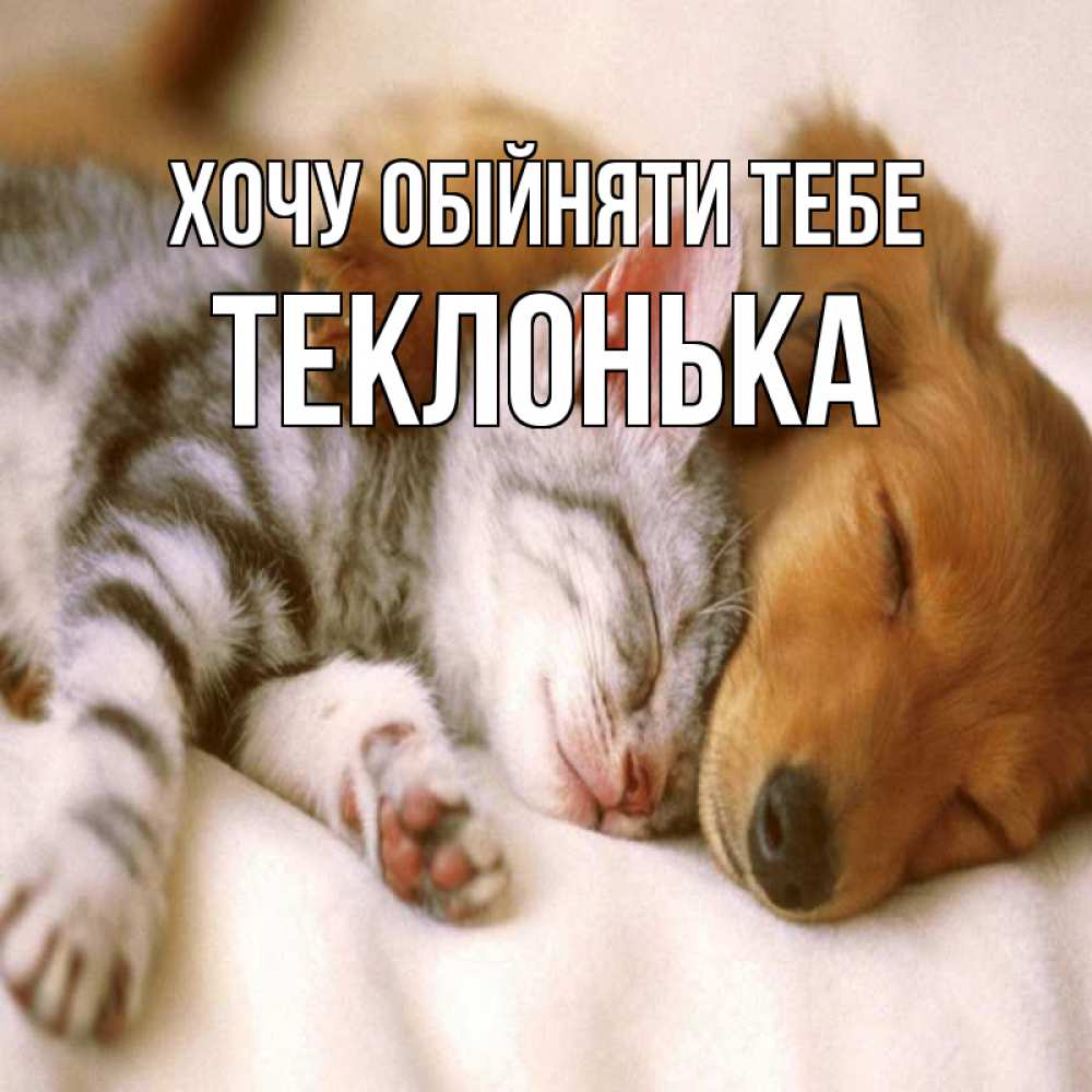 Открытка на каждый день з підписом, Теклонька Хочу обійняти тебе пес и котенок Прикольна листівка з побажанням онлайн скачати безкоштовно 