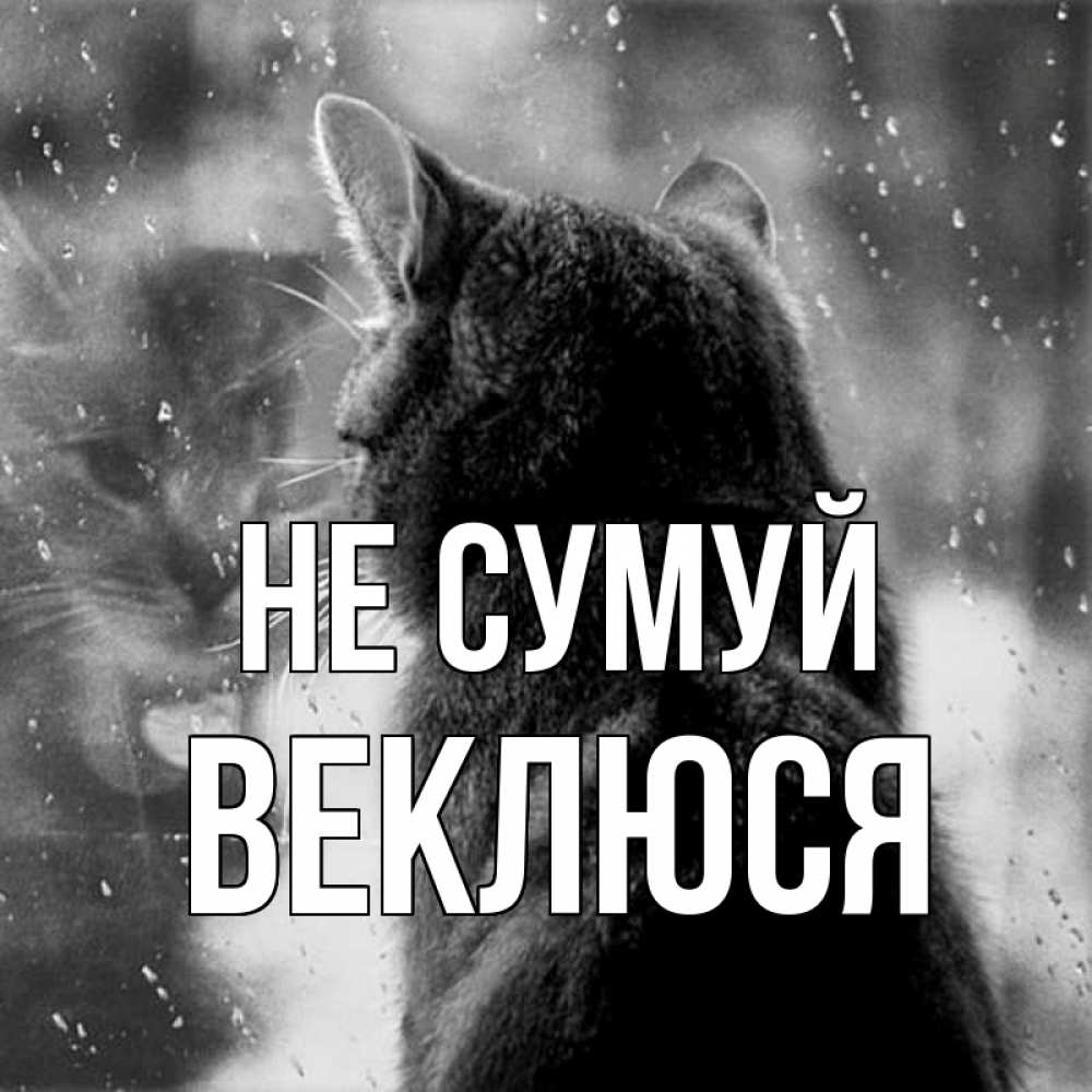 Открытка на каждый день з підписом, Веклюся Не сумуй отражение кота 1 Прикольна листівка з побажанням онлайн скачати безкоштовно 