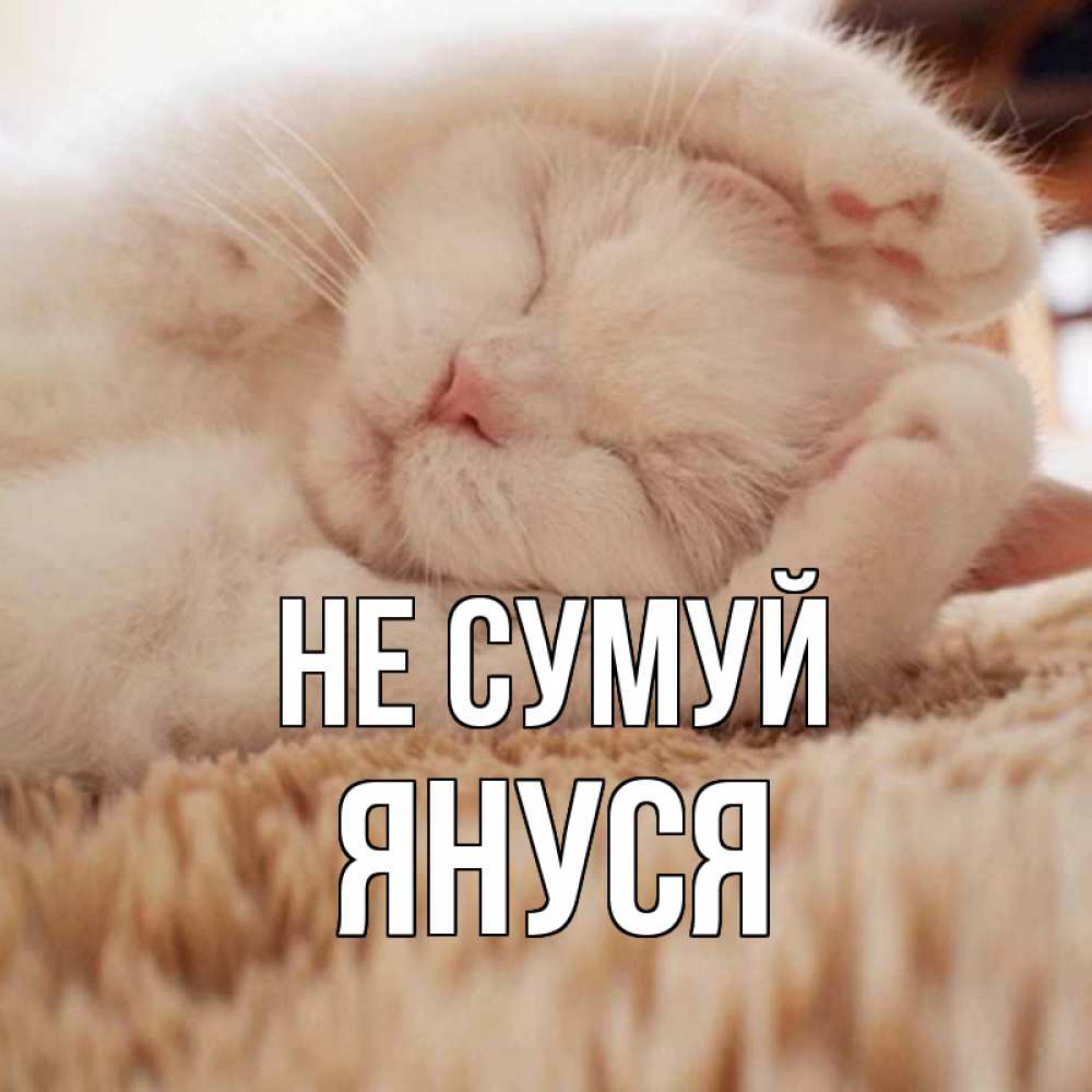 Открытка на каждый день з підписом, Януся Не сумуй белый кот Прикольна листівка з побажанням онлайн скачати безкоштовно 