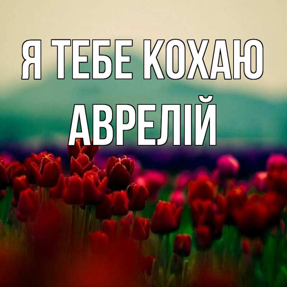 Открытка на каждый день з підписом, Аврелій Я тебе кохаю тюльпаны 4 Прикольна листівка з побажанням онлайн скачати безкоштовно 