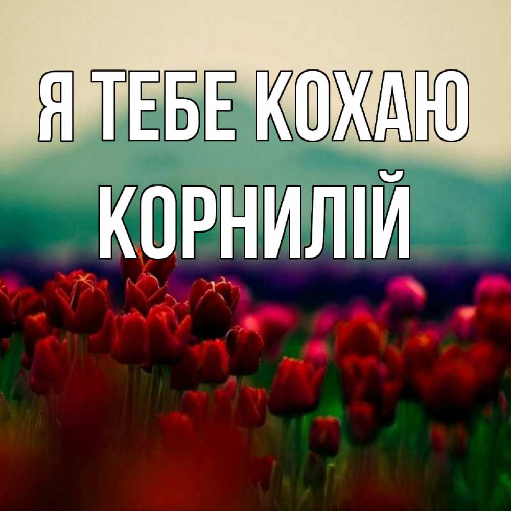Открытка на каждый день з підписом, Корнилій Я тебе кохаю тюльпаны 4 Прикольна листівка з побажанням онлайн скачати безкоштовно 