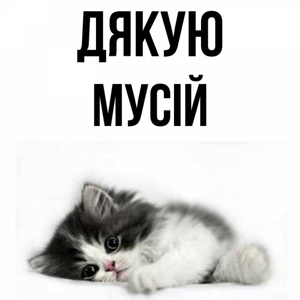 Открытка на каждый день з підписом, Мусій Дякую черный и белый кот Прикольна листівка з побажанням онлайн скачати безкоштовно 