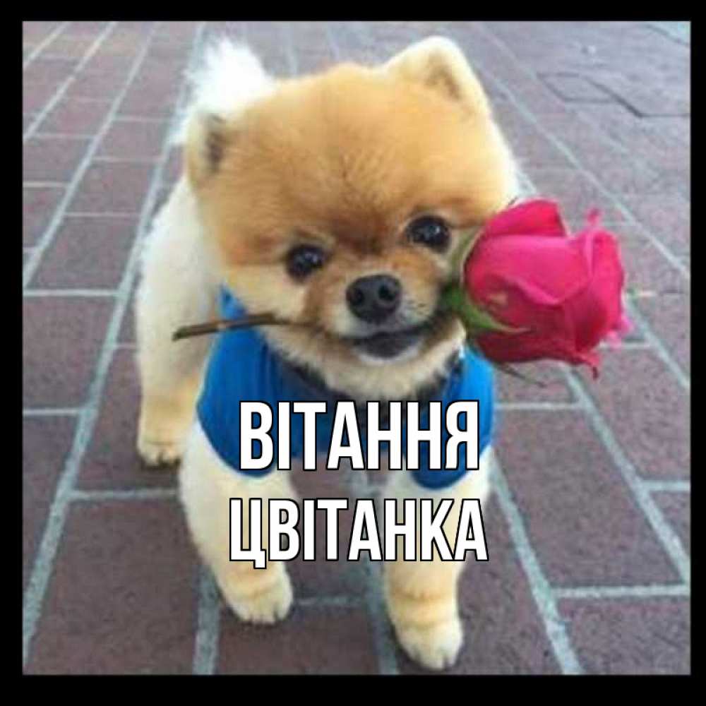 Открытка на каждый день з підписом, Цвітанка Вітання роза в зубах у собаки Прикольна листівка з побажанням онлайн скачати безкоштовно 