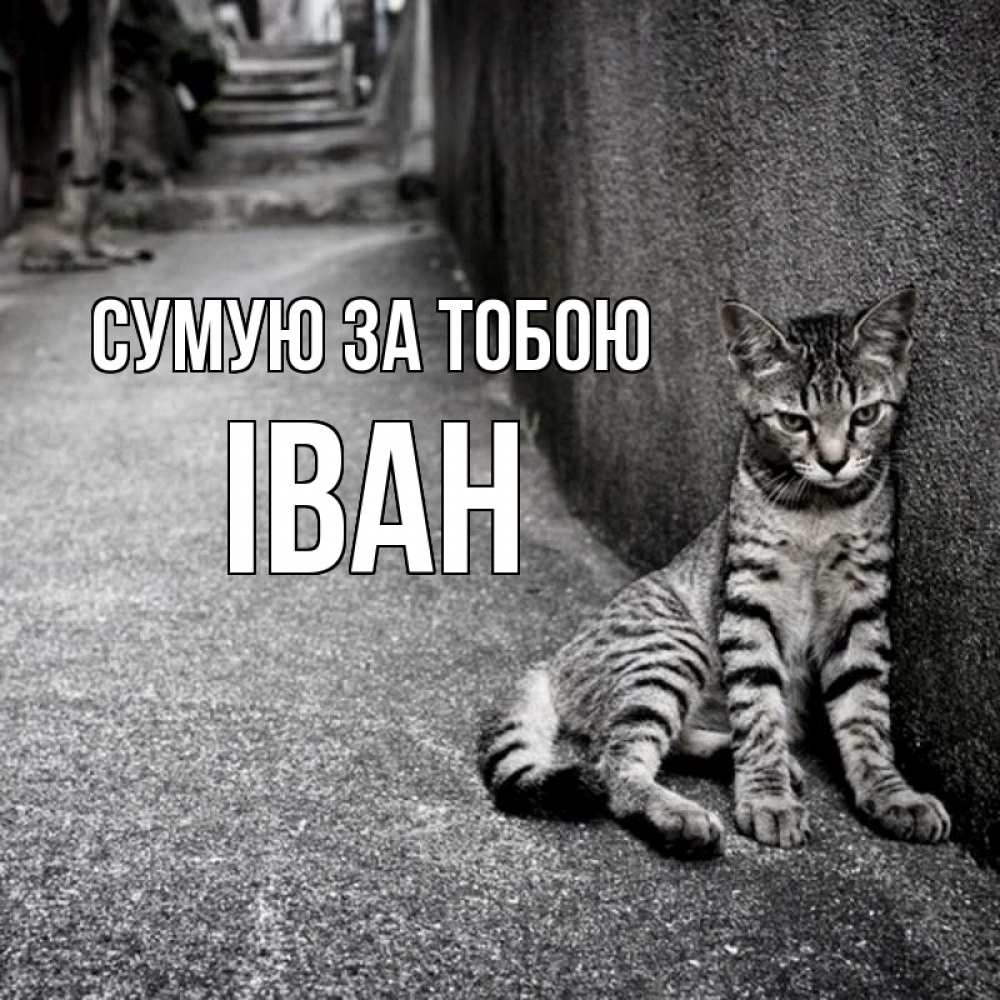 Открытка на каждый день з підписом, Іван Сумую за тобою одиноко котику Прикольна листівка з побажанням онлайн скачати безкоштовно 
