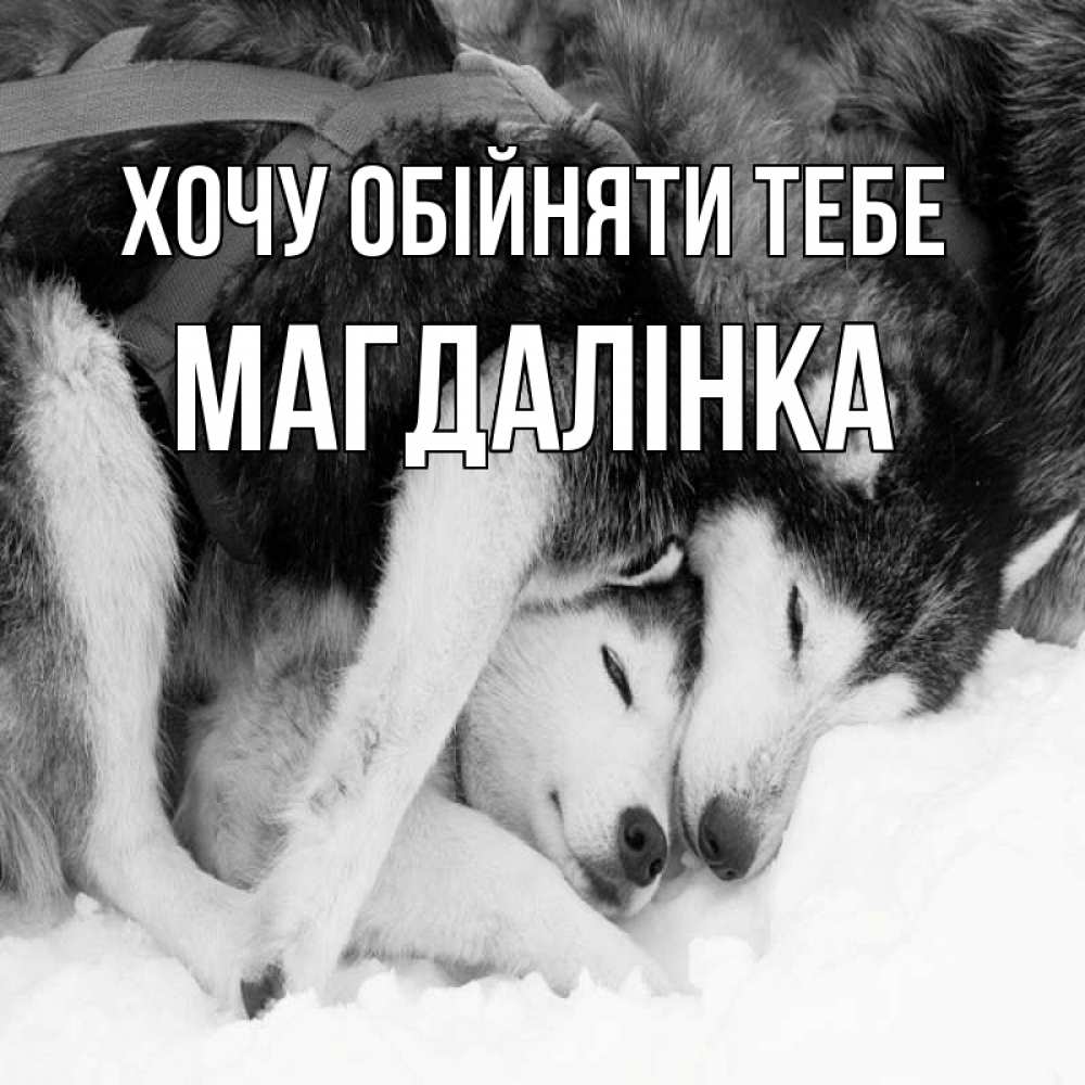 Открытка на каждый день з підписом, Магдалінка Хочу обійняти тебе собачки в упряжке Прикольна листівка з побажанням онлайн скачати безкоштовно 