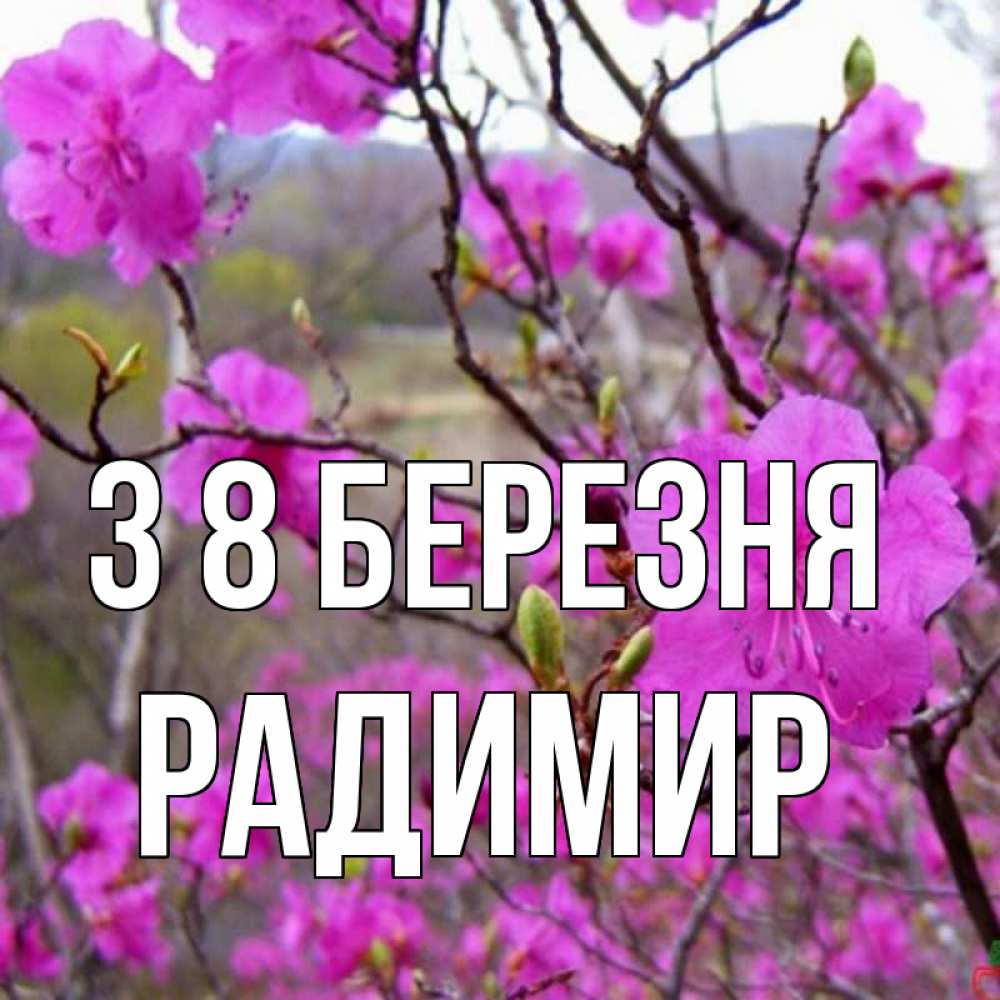 Открытка на каждый день з підписом, Радимир З 8 БЕРЕЗНЯ международный женский день Прикольна листівка з побажанням онлайн скачати безкоштовно 