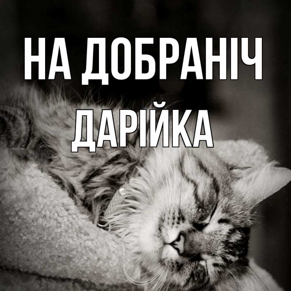 Открытка на каждый день з підписом, Дарійка На добраніч котярик пушистый Прикольна листівка з побажанням онлайн скачати безкоштовно 