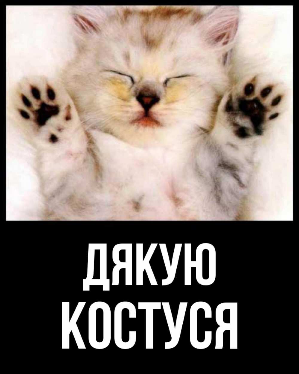 Открытка на каждый день з підписом, Костуся Дякую маленький котенок Прикольна листівка з побажанням онлайн скачати безкоштовно 