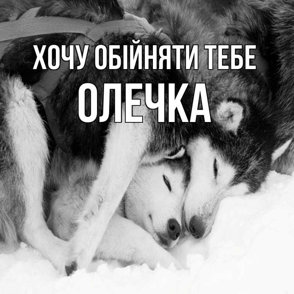 Открытка на каждый день з підписом, Олечка Хочу обійняти тебе собачки в упряжке Прикольна листівка з побажанням онлайн скачати безкоштовно 