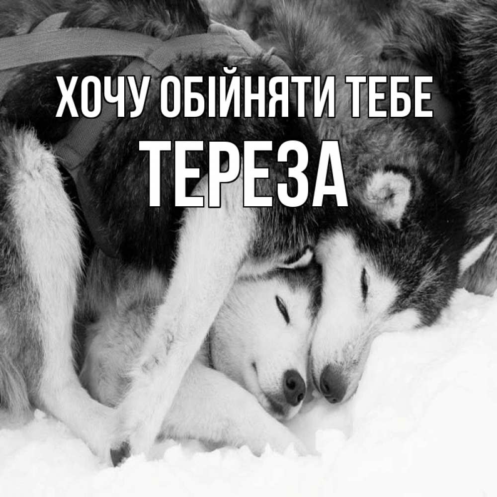 Открытка на каждый день з підписом, Тереза Хочу обійняти тебе собачки в упряжке Прикольна листівка з побажанням онлайн скачати безкоштовно 