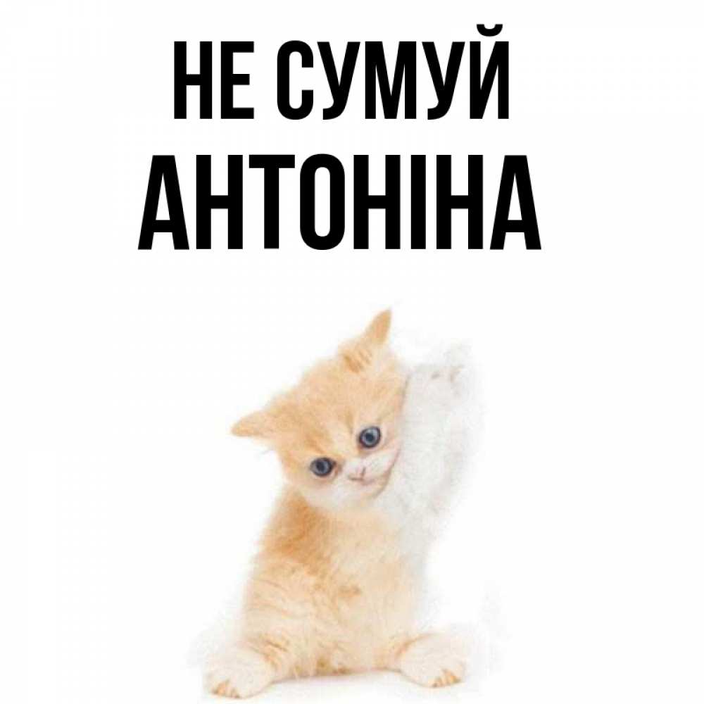 Открытка на каждый день з підписом, Антоніна Не сумуй просящий кот Прикольна листівка з побажанням онлайн скачати безкоштовно 