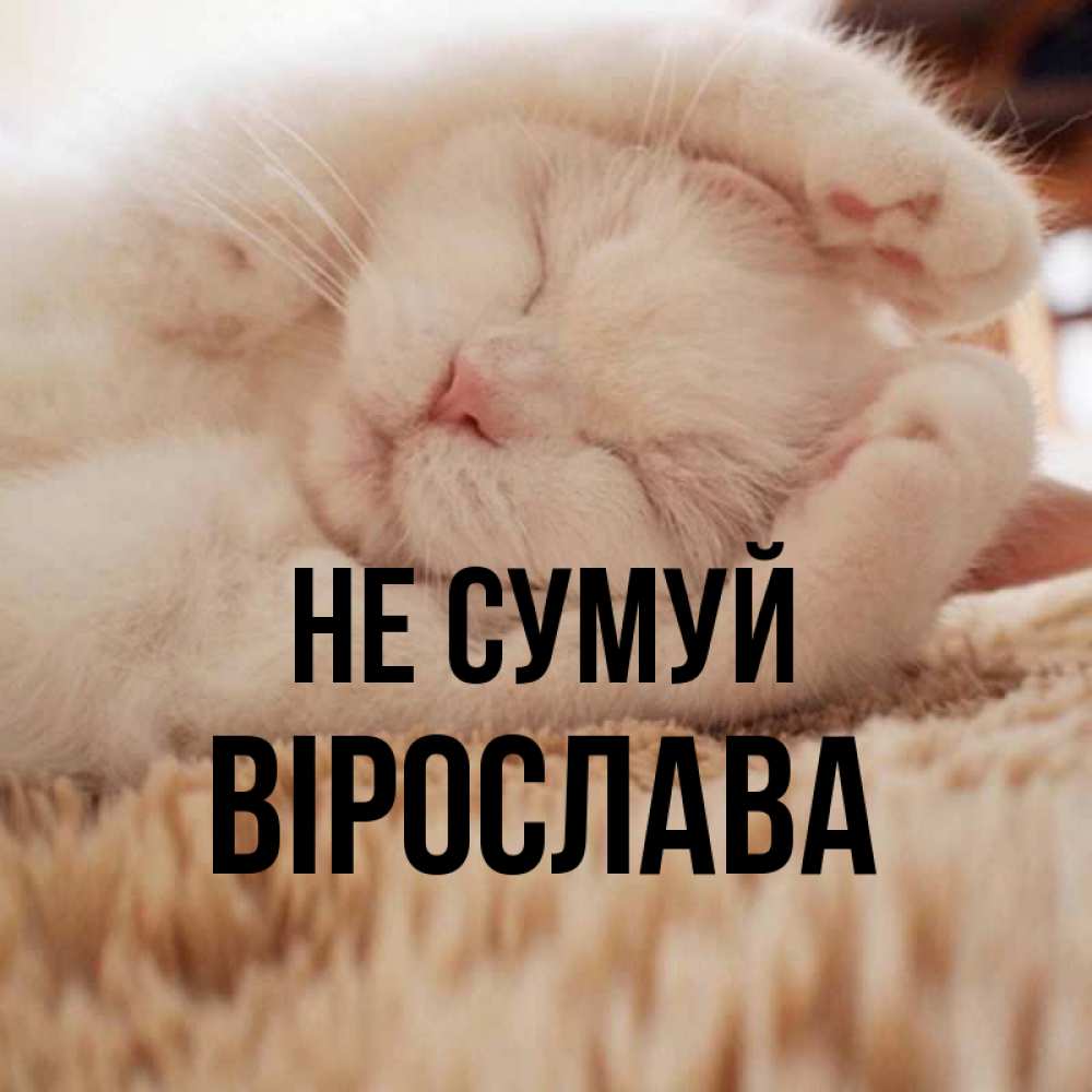 Открытка на каждый день з підписом, Вірослава Не сумуй Котенок спит Прикольна листівка з побажанням онлайн скачати безкоштовно 