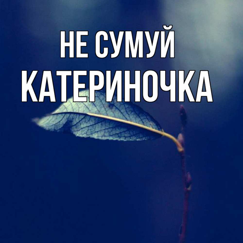 Открытка на каждый день з підписом, Катериночка Не сумуй растение Прикольна листівка з побажанням онлайн скачати безкоштовно 