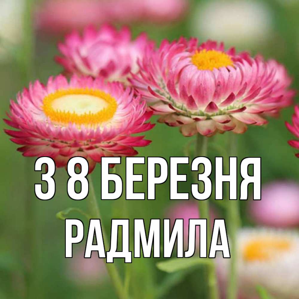 Открытка на каждый день з підписом, Радмила З 8 БЕРЕЗНЯ подарок на международный женский день Прикольна листівка з побажанням онлайн скачати безкоштовно 