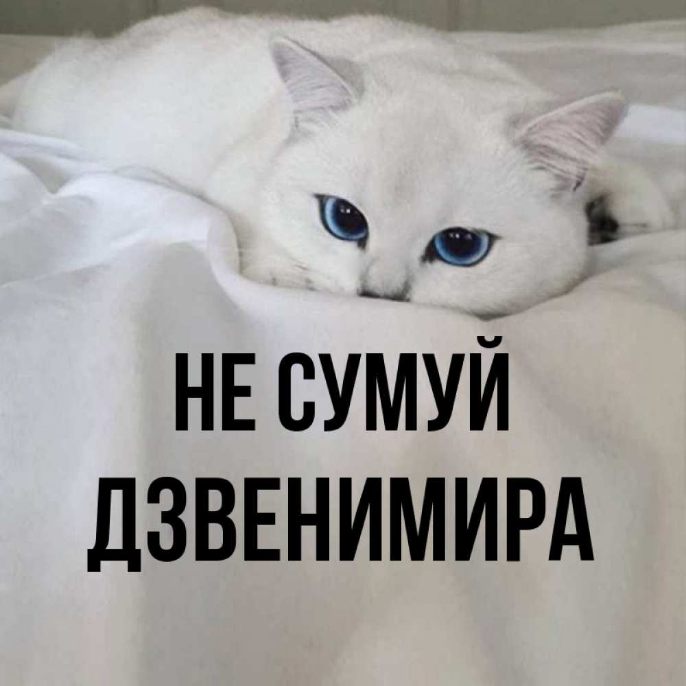 Открытка на каждый день з підписом, Дзвенимира Не сумуй Голубоглазая кошка Прикольна листівка з побажанням онлайн скачати безкоштовно 