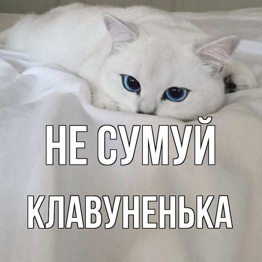 Открытка на каждый день з підписом, Клавуненька Не сумуй белый кот с голубыми глазами на белоснежной кровати Прикольна листівка з побажанням онлайн скачати безкоштовно 