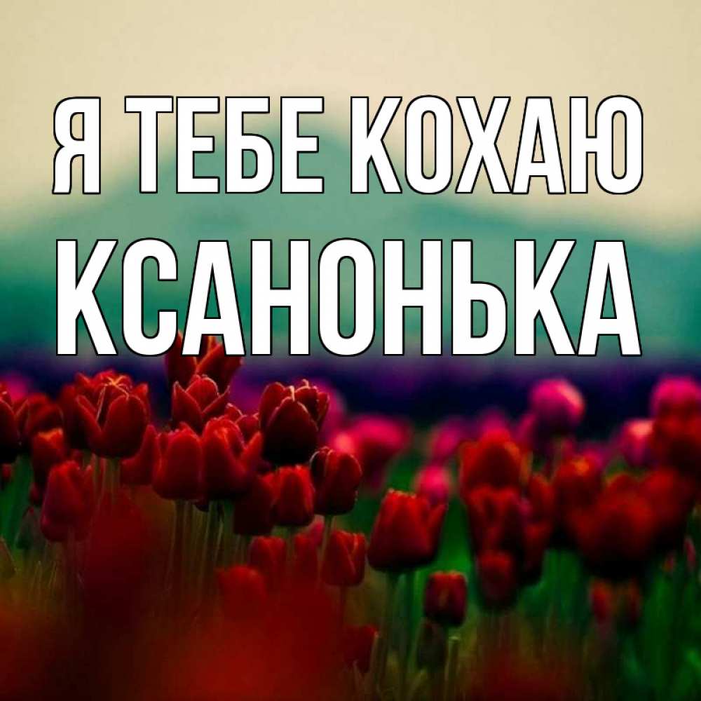 Открытка на каждый день з підписом, Ксанонька Я тебе кохаю тюльпаны 4 Прикольна листівка з побажанням онлайн скачати безкоштовно 