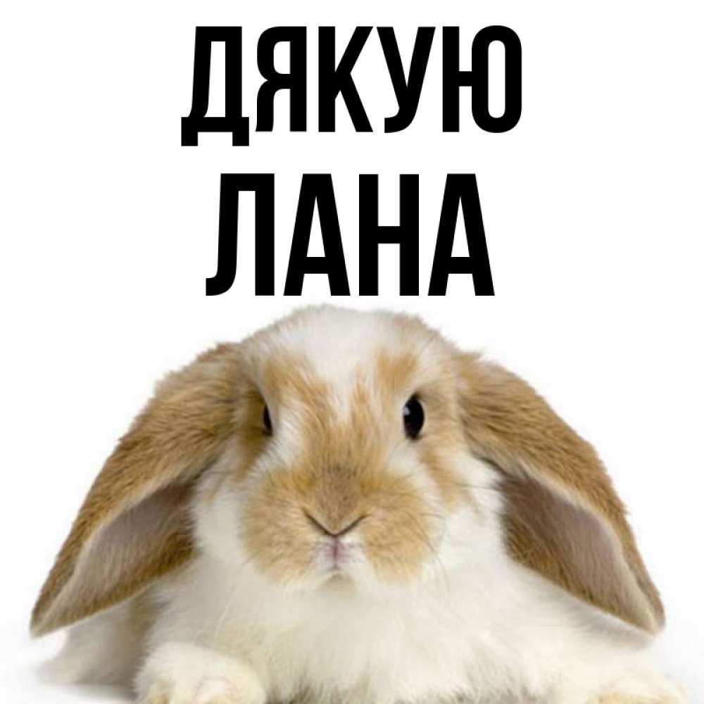 Открытка на каждый день з підписом, Лана Дякую коричнево белый заяц Прикольна листівка з побажанням онлайн скачати безкоштовно 