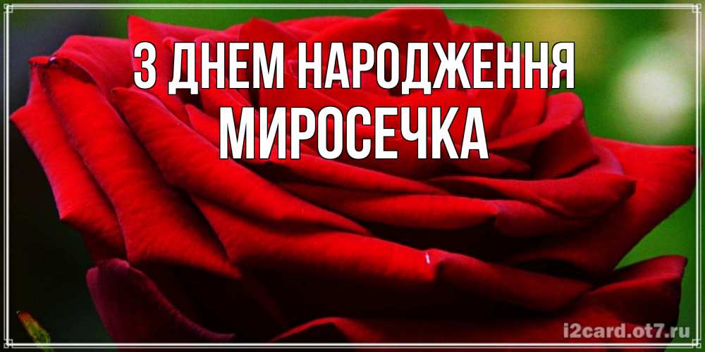 Открытка на каждый день з підписом, Миросечка З Днем народження розочка очень красивая Прикольна листівка з побажанням онлайн скачати безкоштовно 