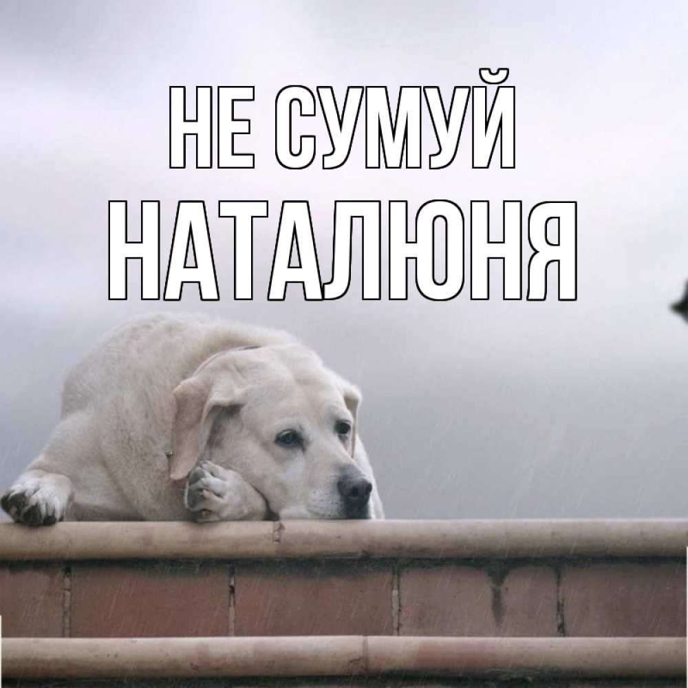 Открытка на каждый день з підписом, Наталюня Не сумуй белый пес 1 Прикольна листівка з побажанням онлайн скачати безкоштовно 