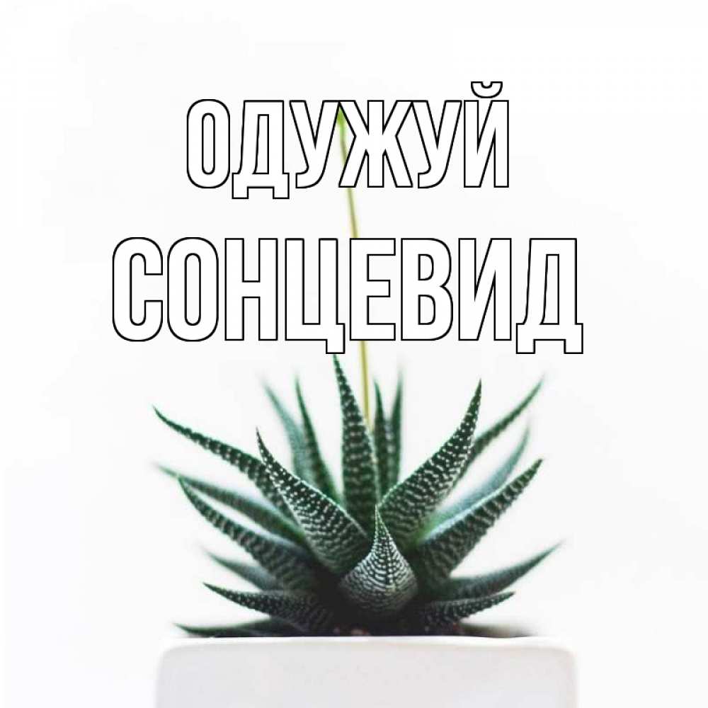 Открытка на каждый день з підписом, Сонцевид Одужуй короче это непонятная колючка Прикольна листівка з побажанням онлайн скачати безкоштовно 