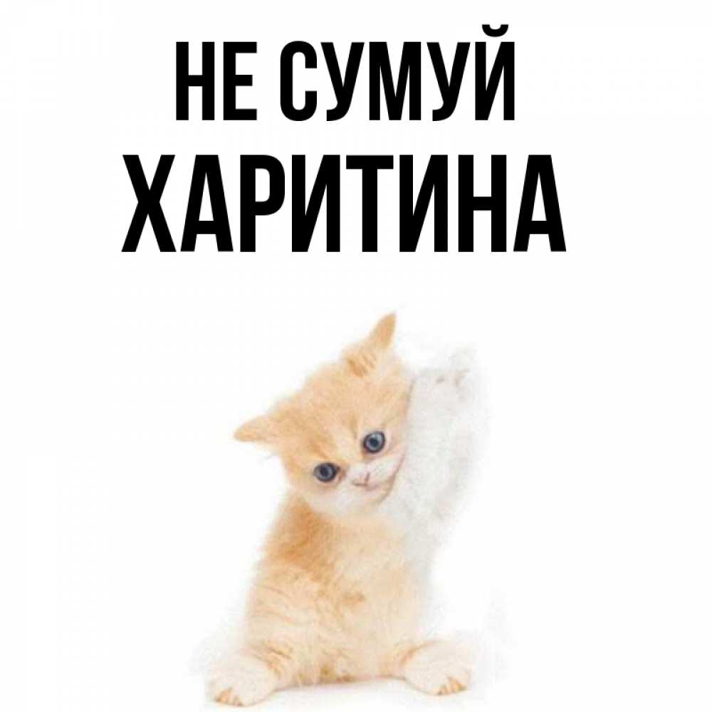 Открытка на каждый день з підписом, Харитина Не сумуй просящий кот Прикольна листівка з побажанням онлайн скачати безкоштовно 