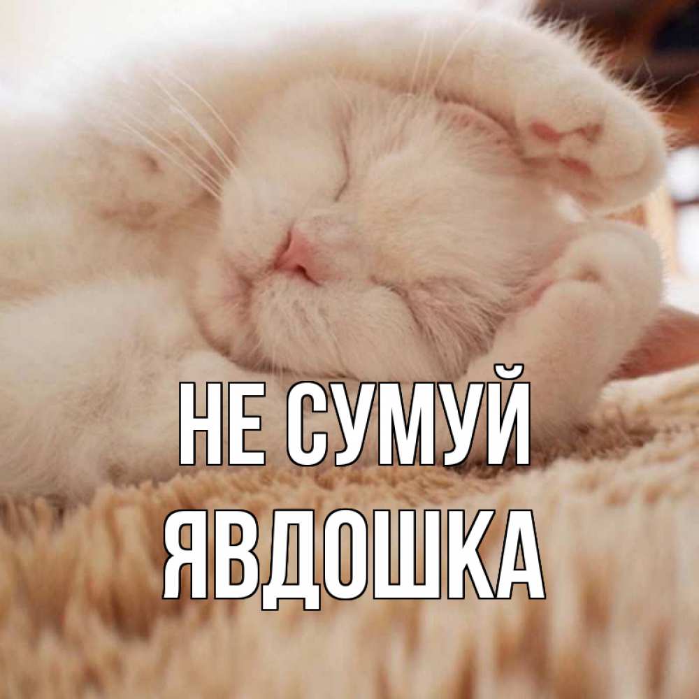 Открытка на каждый день з підписом, Явдошка Не сумуй белый кот Прикольна листівка з побажанням онлайн скачати безкоштовно 