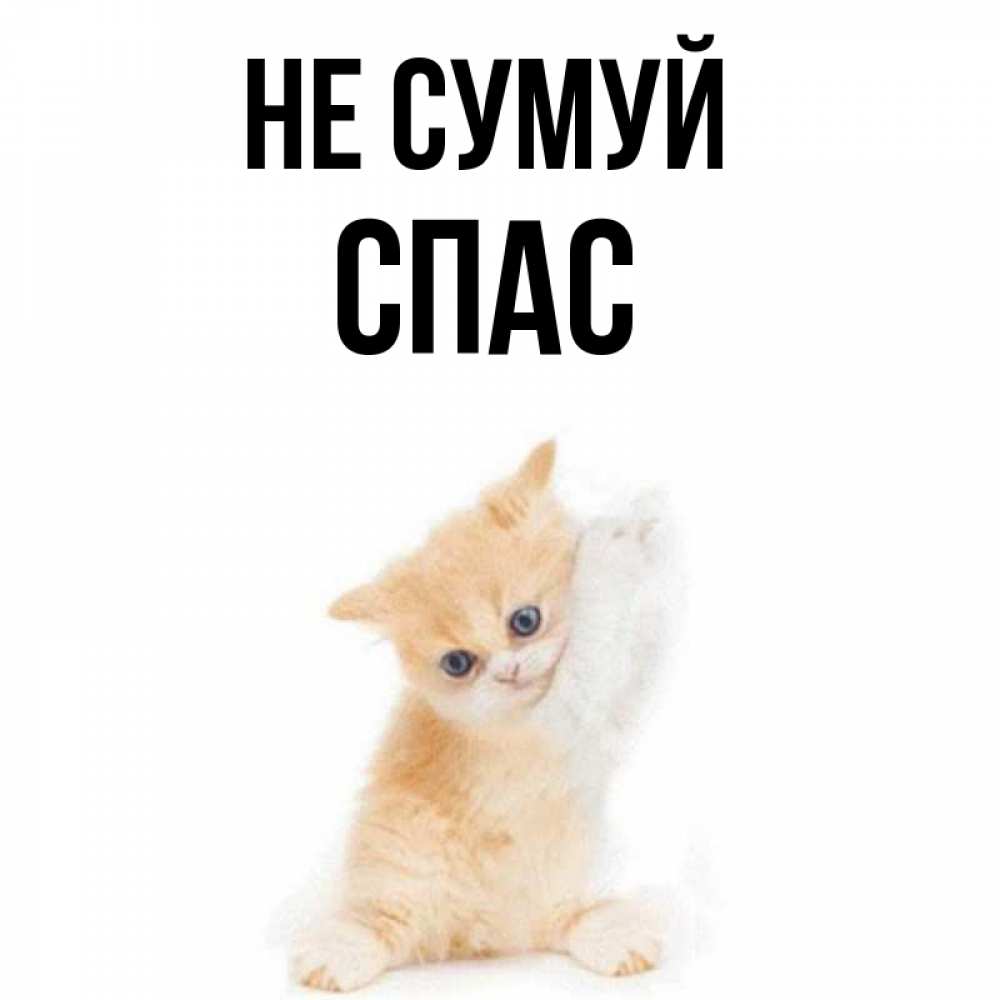 Открытка на каждый день з підписом, Спас Не сумуй просящий кот Прикольна листівка з побажанням онлайн скачати безкоштовно 