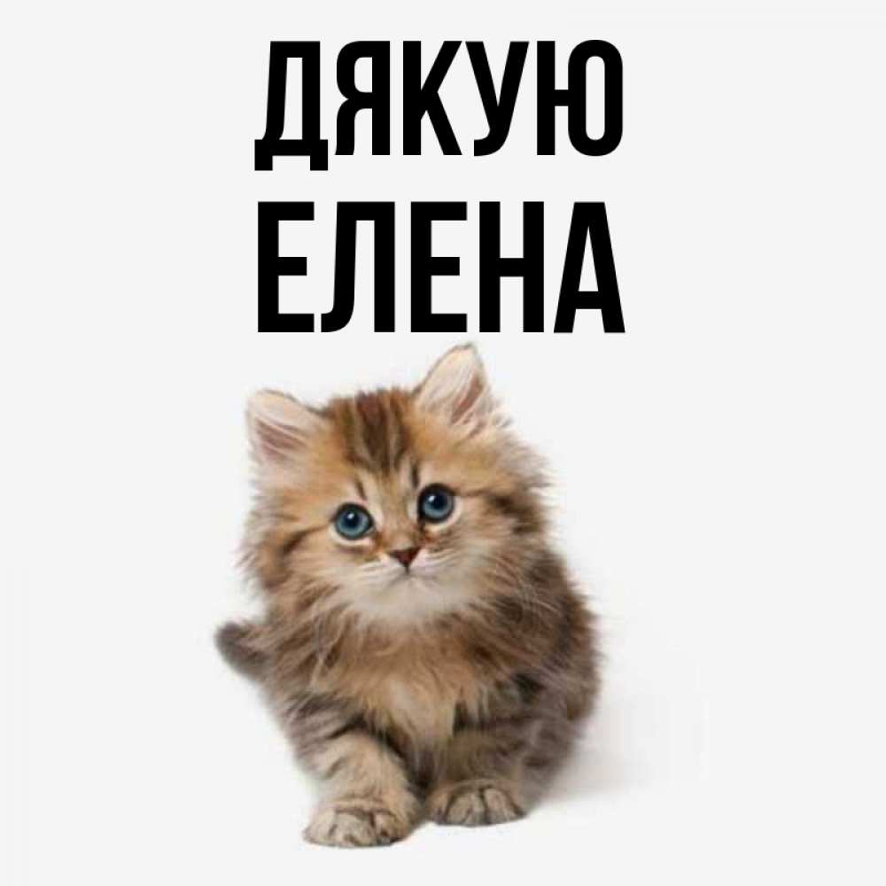Открытка на каждый день з підписом, Елена Дякую пушистый котик Прикольна листівка з побажанням онлайн скачати безкоштовно 