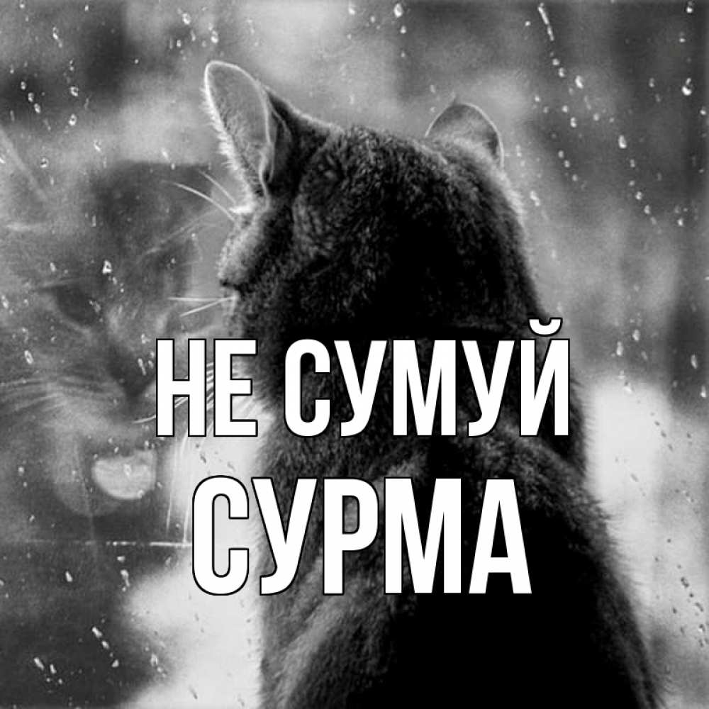 Открытка на каждый день з підписом, Сурма Не сумуй отражение кота 1 Прикольна листівка з побажанням онлайн скачати безкоштовно 