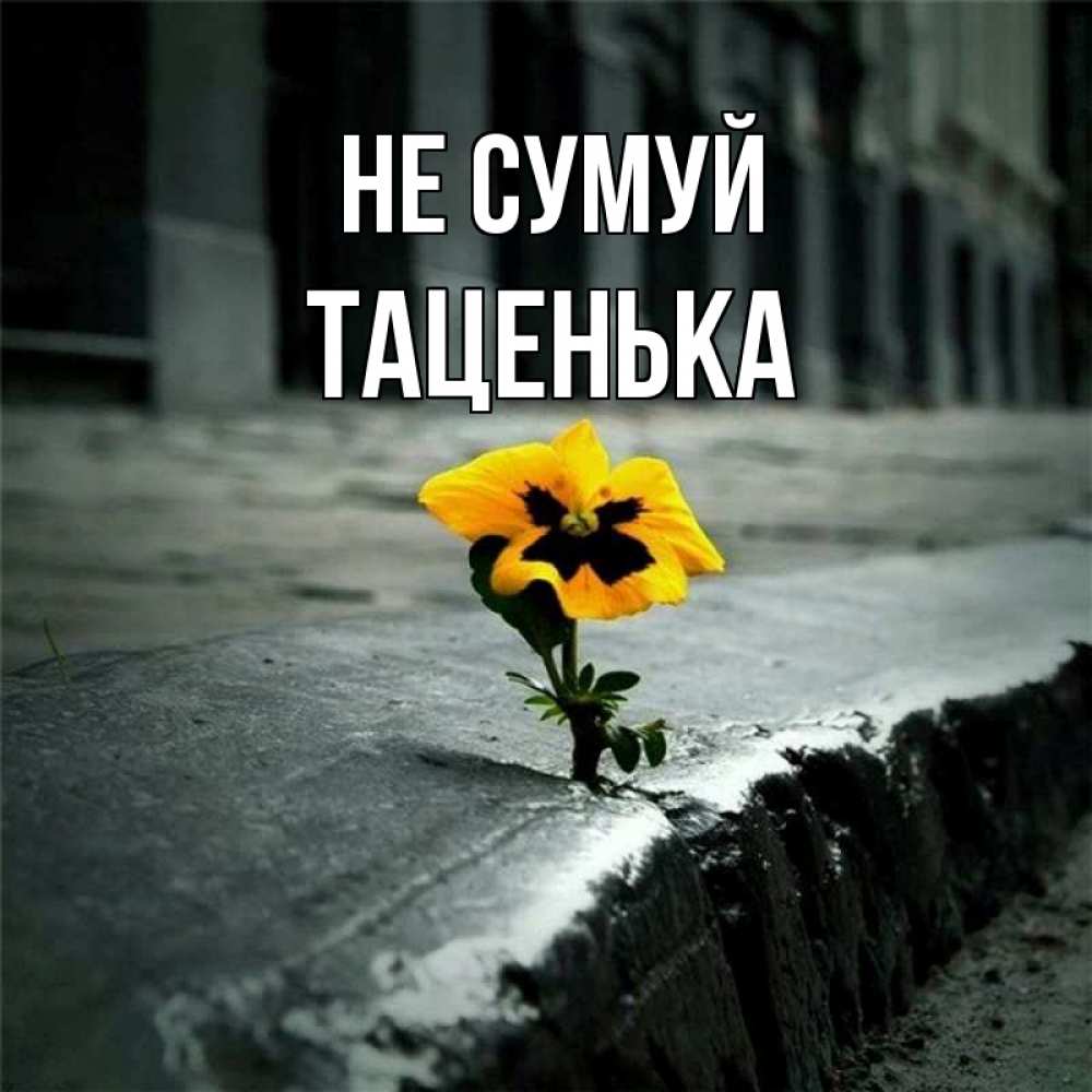Открытка на каждый день з підписом, Таценька Не сумуй не сдавайся Прикольна листівка з побажанням онлайн скачати безкоштовно 
