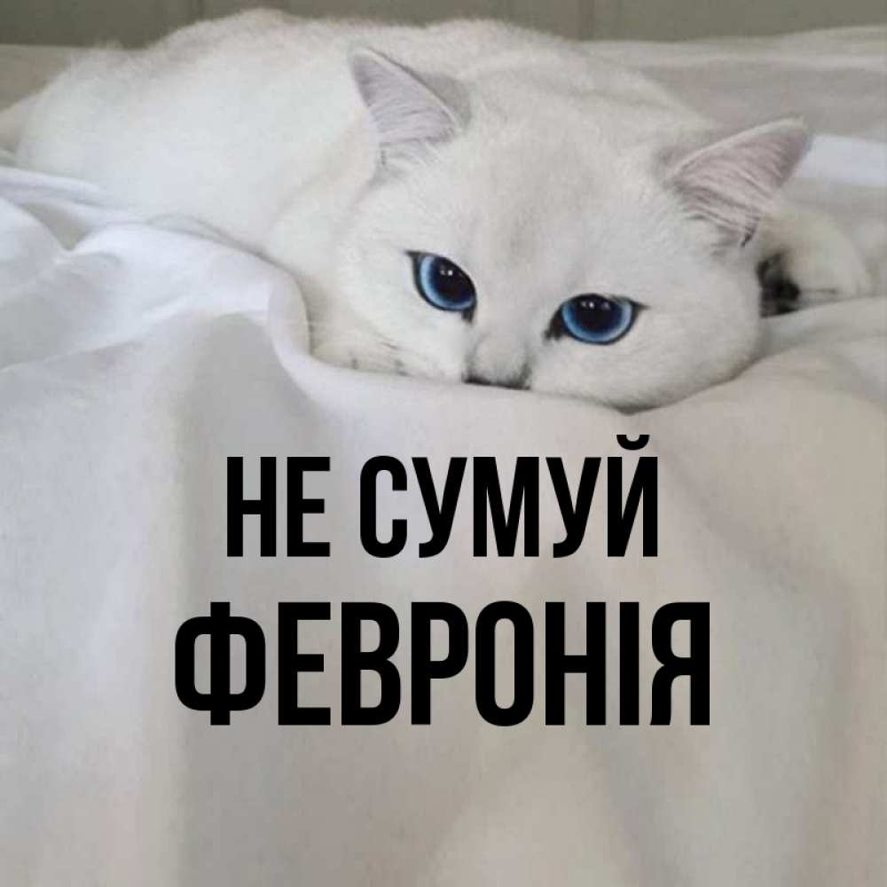 Открытка на каждый день з підписом, Февронія Не сумуй Голубоглазая кошка Прикольна листівка з побажанням онлайн скачати безкоштовно 