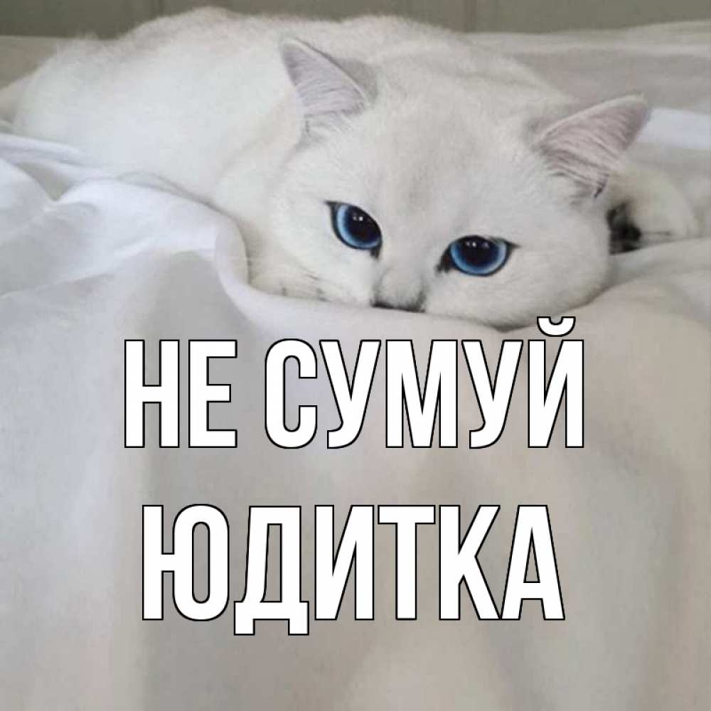 Открытка на каждый день з підписом, Юдитка Не сумуй белый кот с голубыми глазами на белоснежной кровати Прикольна листівка з побажанням онлайн скачати безкоштовно 