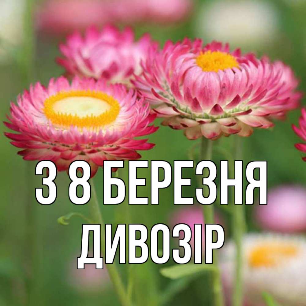 Открытка на каждый день з підписом, Дивозір З 8 БЕРЕЗНЯ подарок на международный женский день Прикольна листівка з побажанням онлайн скачати безкоштовно 
