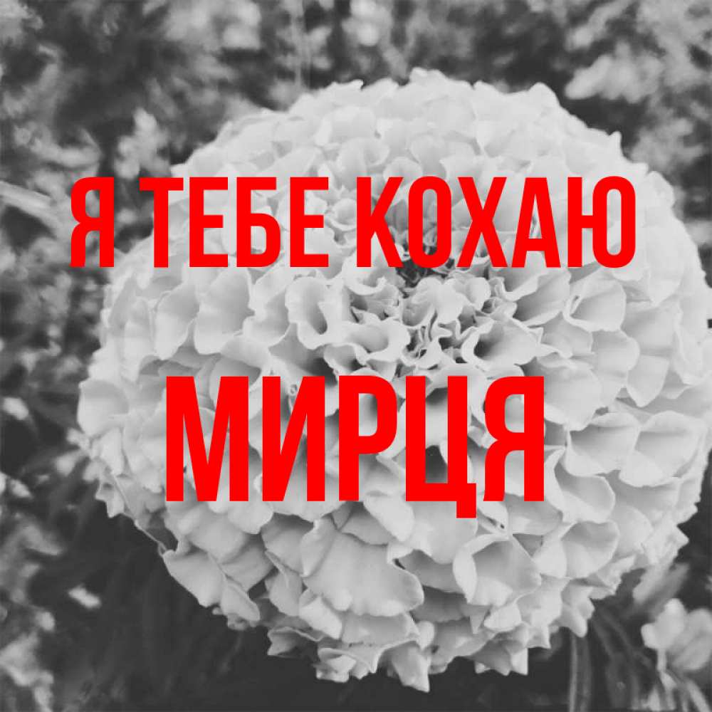 Открытка на каждый день з підписом, Мирця Я тебе кохаю подпись Прикольна листівка з побажанням онлайн скачати безкоштовно 