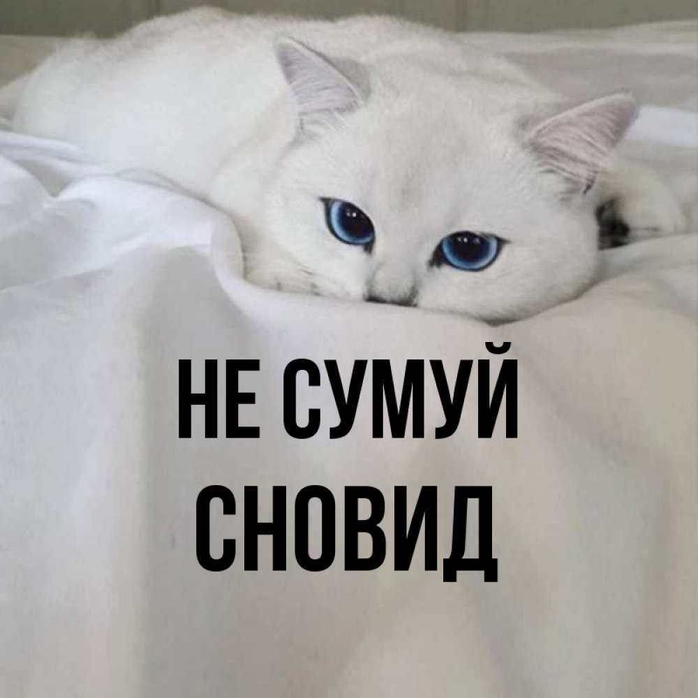 Открытка на каждый день з підписом, Сновид Не сумуй Голубоглазая кошка Прикольна листівка з побажанням онлайн скачати безкоштовно 