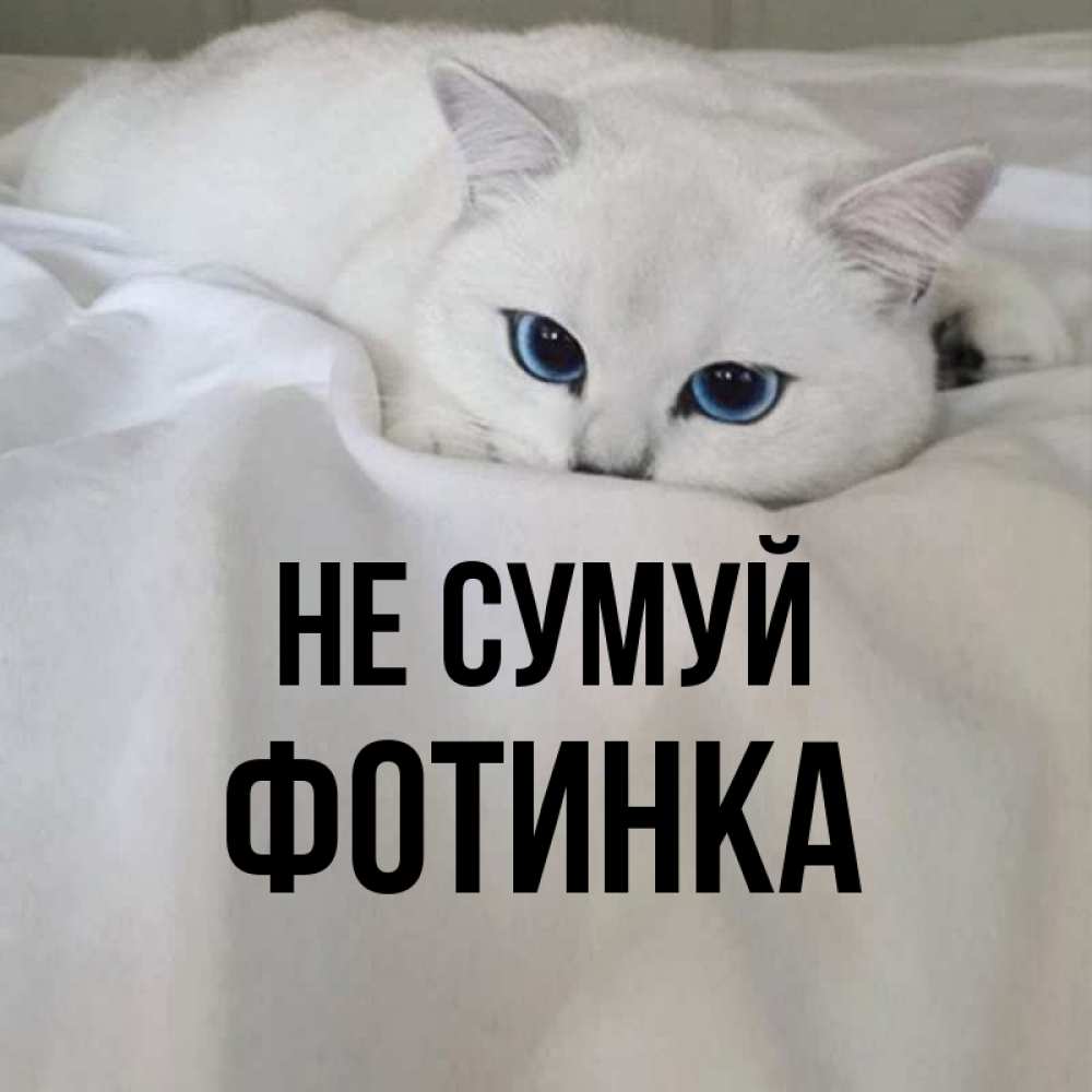 Открытка на каждый день з підписом, Фотинка Не сумуй Голубоглазая кошка Прикольна листівка з побажанням онлайн скачати безкоштовно 