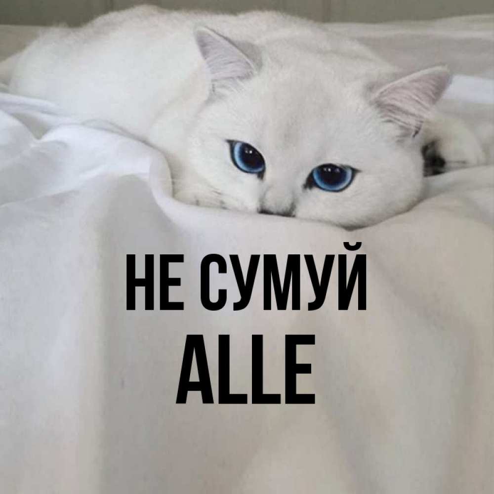 Открытка на каждый день з підписом, Alle Не сумуй Голубоглазая кошка Прикольна листівка з побажанням онлайн скачати безкоштовно 