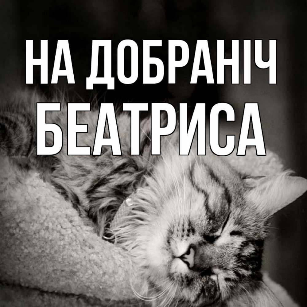 Открытка на каждый день з підписом, Беатриса На добраніч котярик пушистый Прикольна листівка з побажанням онлайн скачати безкоштовно 