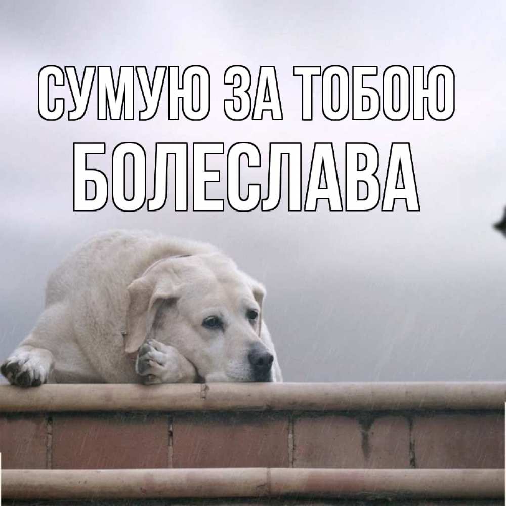 Открытка на каждый день з підписом, Болеслава Сумую за тобою ждет Прикольна листівка з побажанням онлайн скачати безкоштовно 