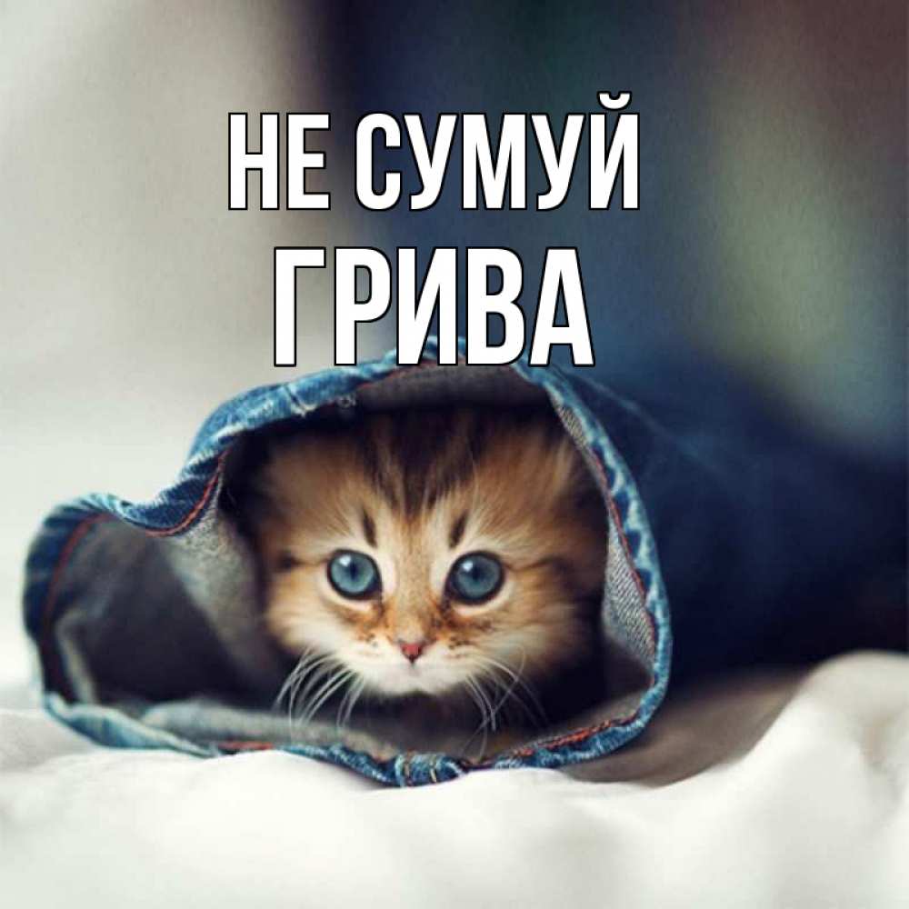 Открытка на каждый день з підписом, Грива Не сумуй рыжик котик Прикольна листівка з побажанням онлайн скачати безкоштовно 