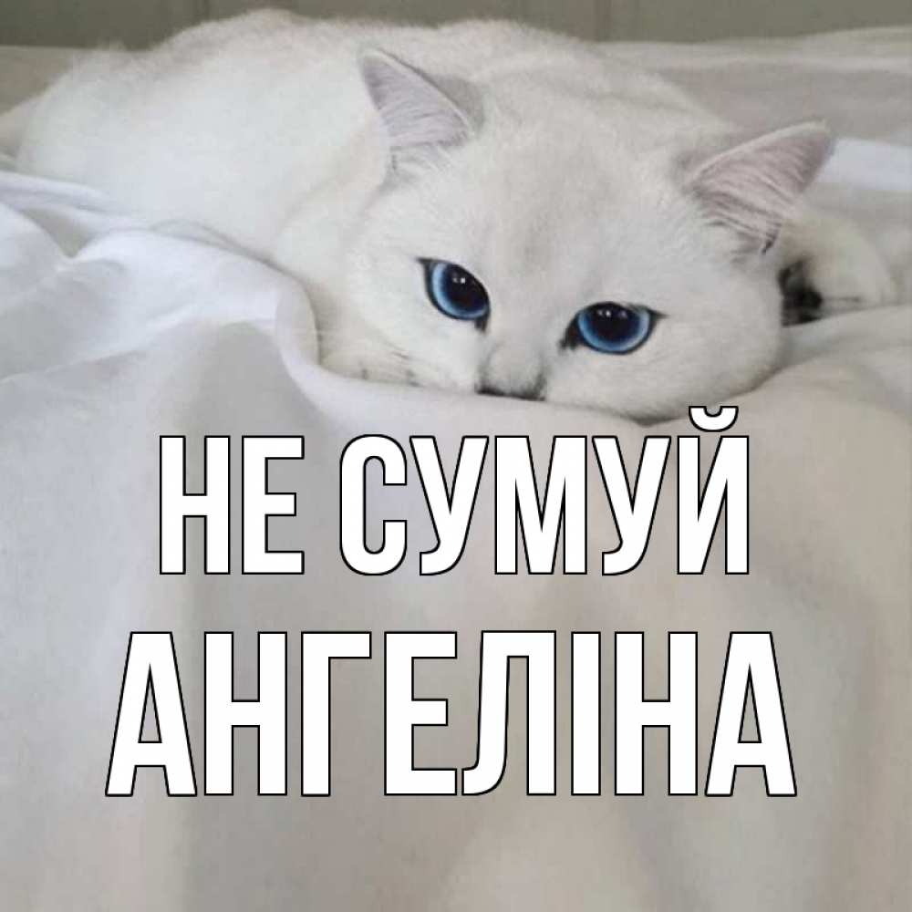 Открытка на каждый день з підписом, Ангеліна Не сумуй белый кот с голубыми глазами на белоснежной кровати Прикольна листівка з побажанням онлайн скачати безкоштовно 