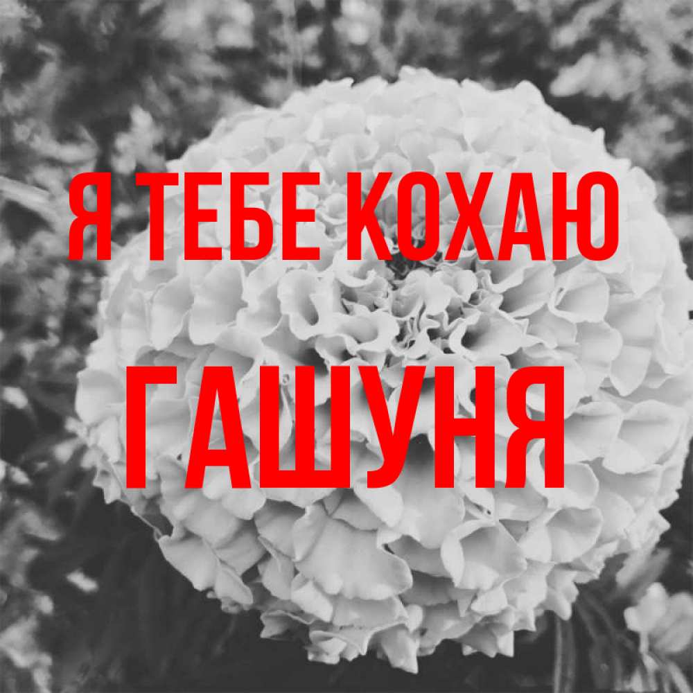 Открытка на каждый день з підписом, Гашуня Я тебе кохаю подпись Прикольна листівка з побажанням онлайн скачати безкоштовно 