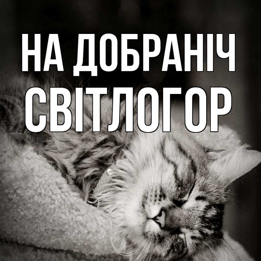 Открытка на каждый день з підписом, Світлогор На добраніч котярик пушистый Прикольна листівка з побажанням онлайн скачати безкоштовно 