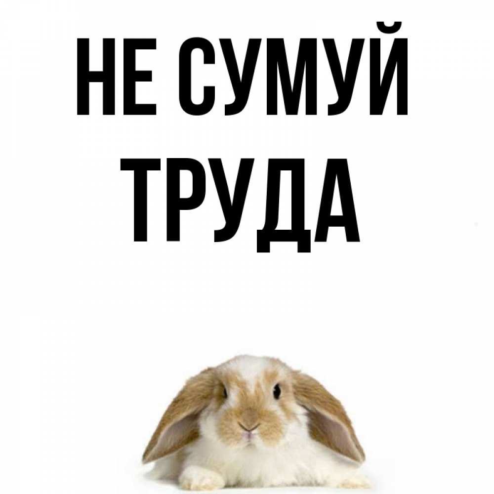 Открытка на каждый день з підписом, Труда Не сумуй коричнево белый заяц с большими ушками Прикольна листівка з побажанням онлайн скачати безкоштовно 