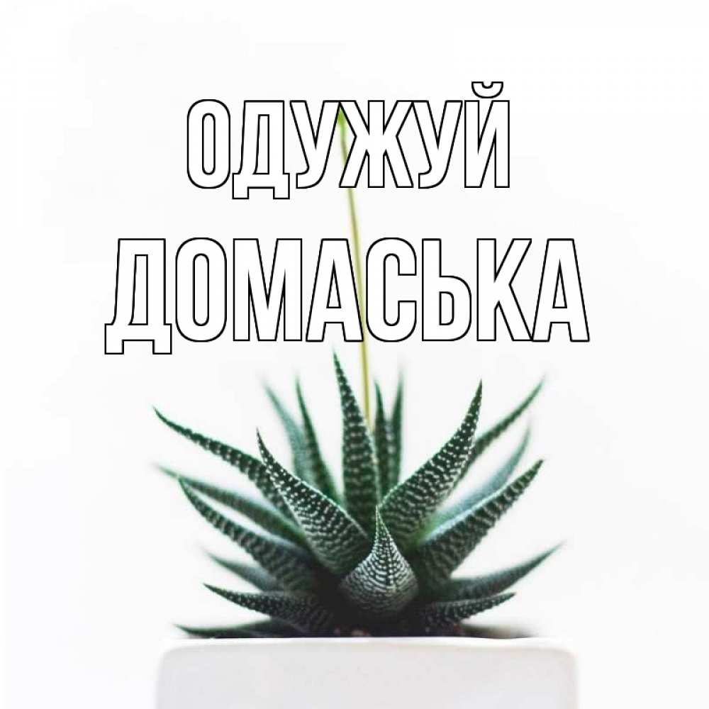 Открытка на каждый день з підписом, Домаська Одужуй короче это непонятная колючка Прикольна листівка з побажанням онлайн скачати безкоштовно 