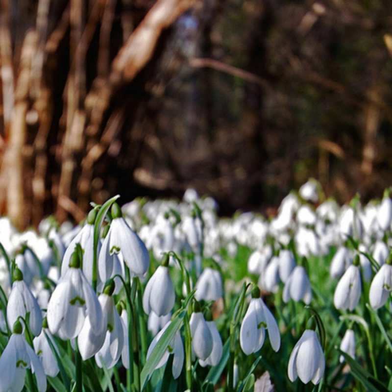 Открытка подснежники 1 с подснежниками 1 С наурызом 